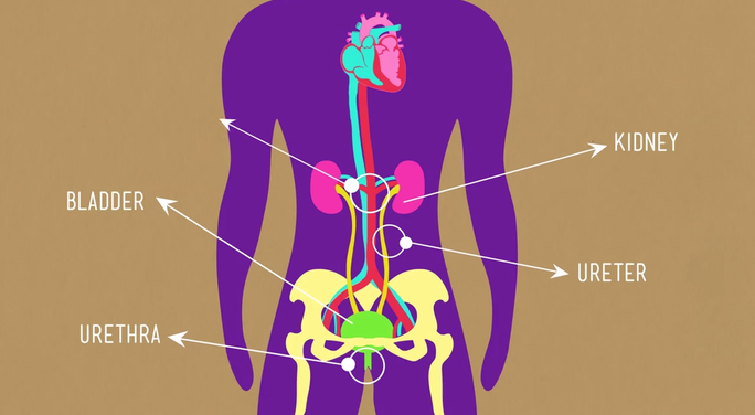 What are fun facts about the excretory system?